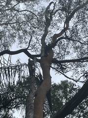 Angophora