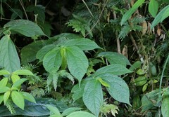 Elatostema platyphyllum