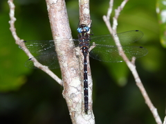 Austroaeschna eungella