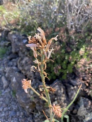 Asphodelus