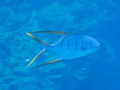 Trachinotus rhodopus