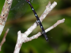 Austroaeschna eungella