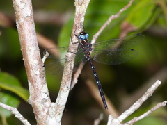 Austroaeschna eungella