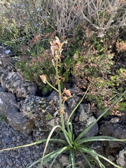 Asphodelus