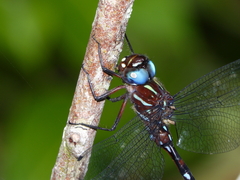 Austroaeschna eungella