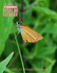Copaeodes minima