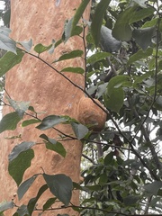 Angophora