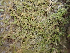 Frullania patula