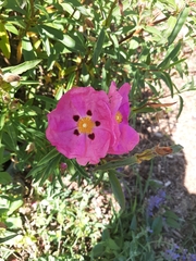 Cistus