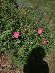 Cistus
