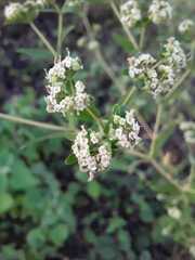 Euphorbia lasiocarpa