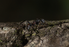 Camponotus cruentatus