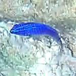 Stegastes acapulcoensis