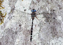 Austroaeschna christine