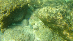 Stegastes acapulcoensis