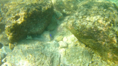 Stegastes acapulcoensis