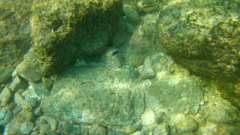 Stegastes acapulcoensis