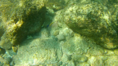 Stegastes acapulcoensis