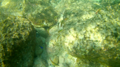 Stegastes acapulcoensis