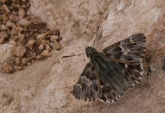 Muschampia orientalis