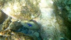 Stegastes acapulcoensis