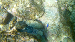 Stegastes acapulcoensis