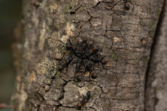 Camponotus cruentatus