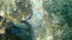 Stegastes acapulcoensis