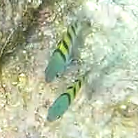 Abudefduf troschelii