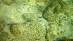 Stegastes acapulcoensis