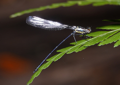 Austroargiolestes elke