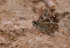 Muschampia orientalis