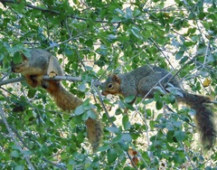 Sciurus niger