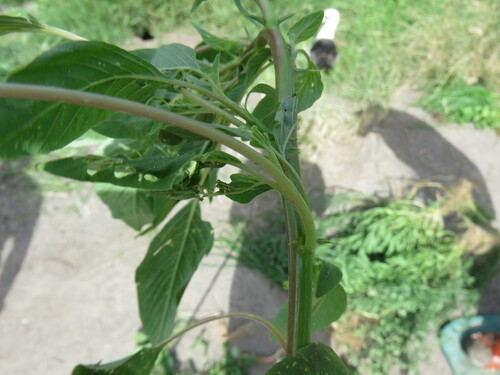 Amaranthus spinosus observed 2022-11-22