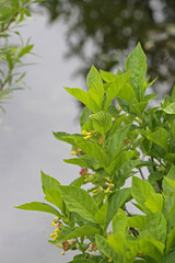 Lonicera involucrata involucrata