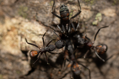 Camponotus cruentatus