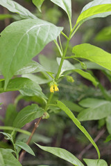 Lonicera involucrata involucrata