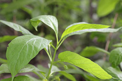 Lonicera involucrata involucrata