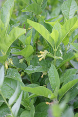 Lonicera involucrata involucrata