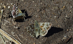 Muschampia floccifera