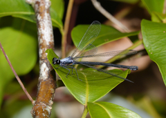 Austroargiolestes elke