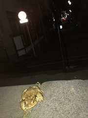 Bufo formosus