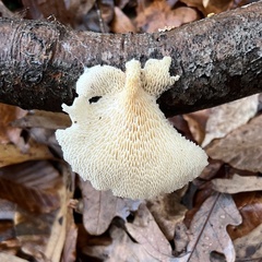 Neofavolus americanus