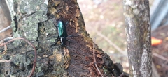 Strongylium aurichalceum