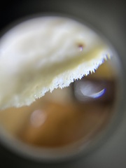 Neofavolus americanus