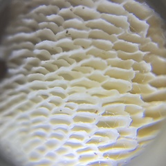 Neofavolus americanus