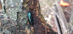 Strongylium aurichalceum