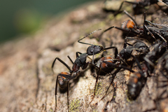 Camponotus cruentatus