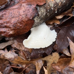 Neofavolus americanus