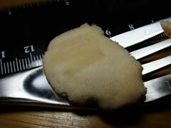 Laetiporus versisporus